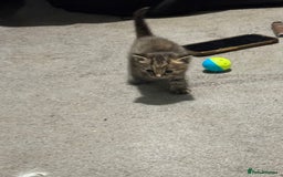 Mixed Breed cats for sale: Gorgeous kittens - Image 4