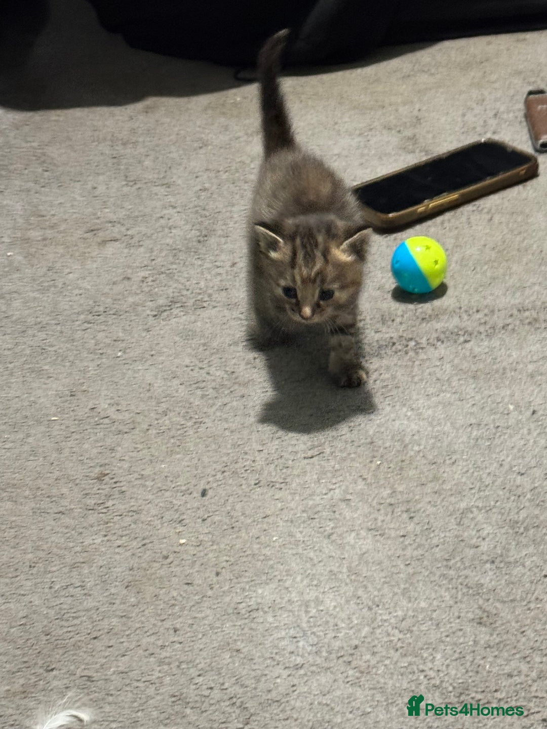 Mixed Breed cats for sale: Gorgeous kittens - Image 4