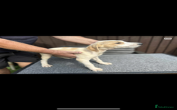 Lurcher dogs for sale: Beautiful Lurcher Puppies – Well Bred, Ready Now! - Image 7