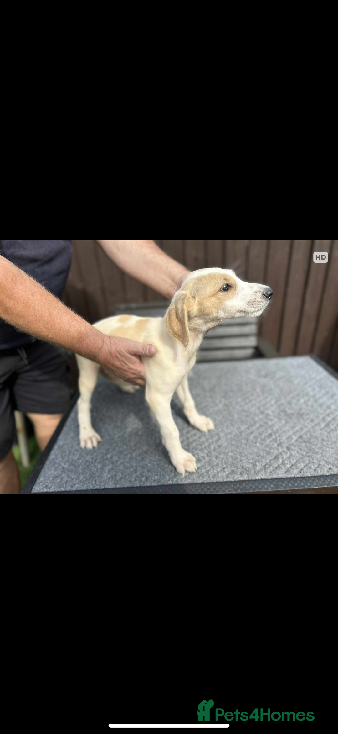 Lurcher dogs for sale: Beautiful Lurcher Puppies – Well Bred, Ready Now! - Image 7