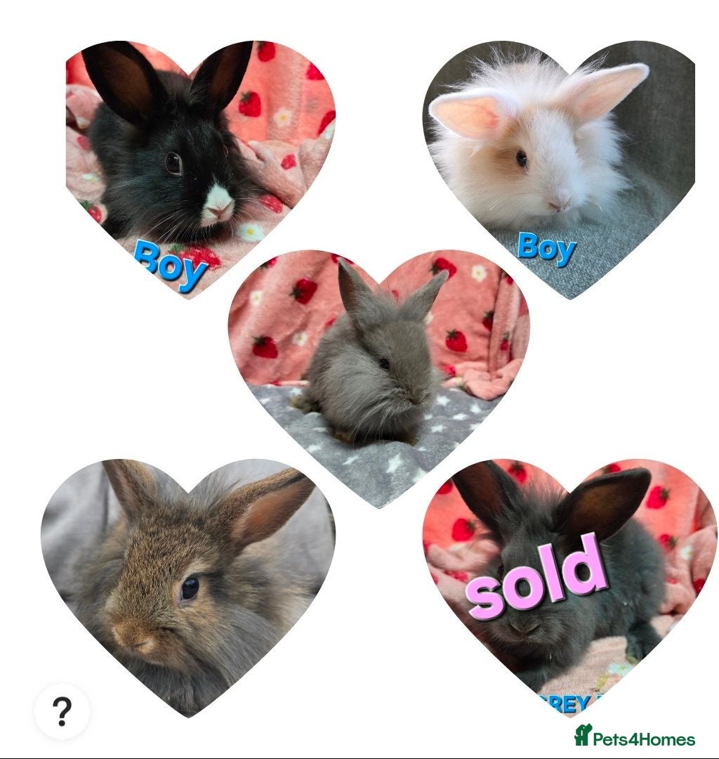 Lionhead rabbits Lion head bunnies ready now - Advert 1