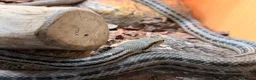 Rat Snake reptiles for sale: 4 Lined Rat Snake Male - Advert 3