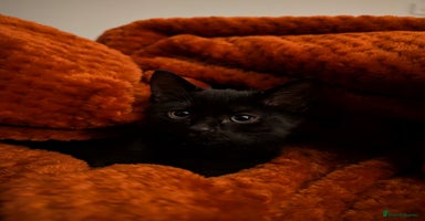 Mixed Breed cats - Advert 1