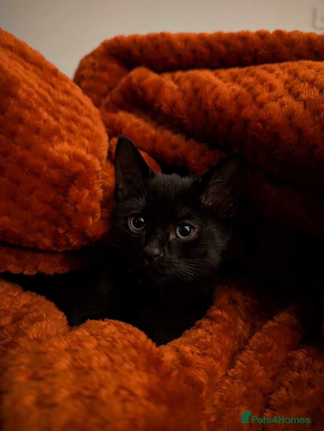Mixed Breed cats for sale: Adorable girl kitten ready now 🖤🖤 - Image 2