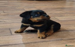 Rottweiler dogs for sale: chunky rottweiler puppy  - Image 4