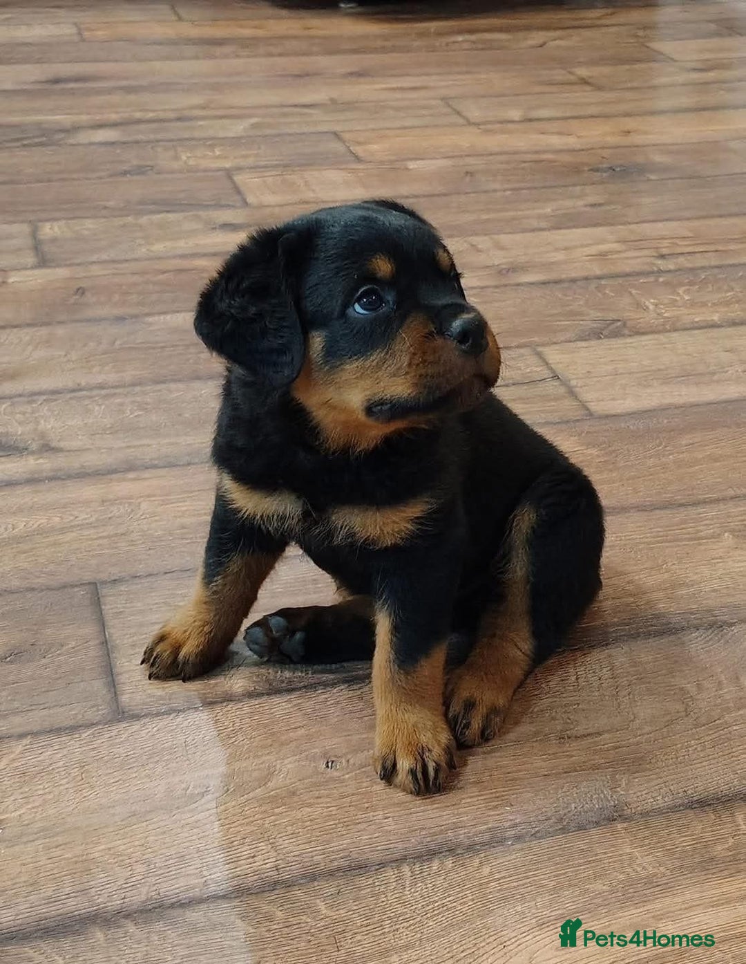 Rottweiler dogs for sale: chunky rottweiler puppy  - Image 4