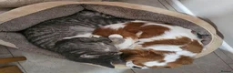 Maine Coon cats for sale: Smokie  - Advert 7