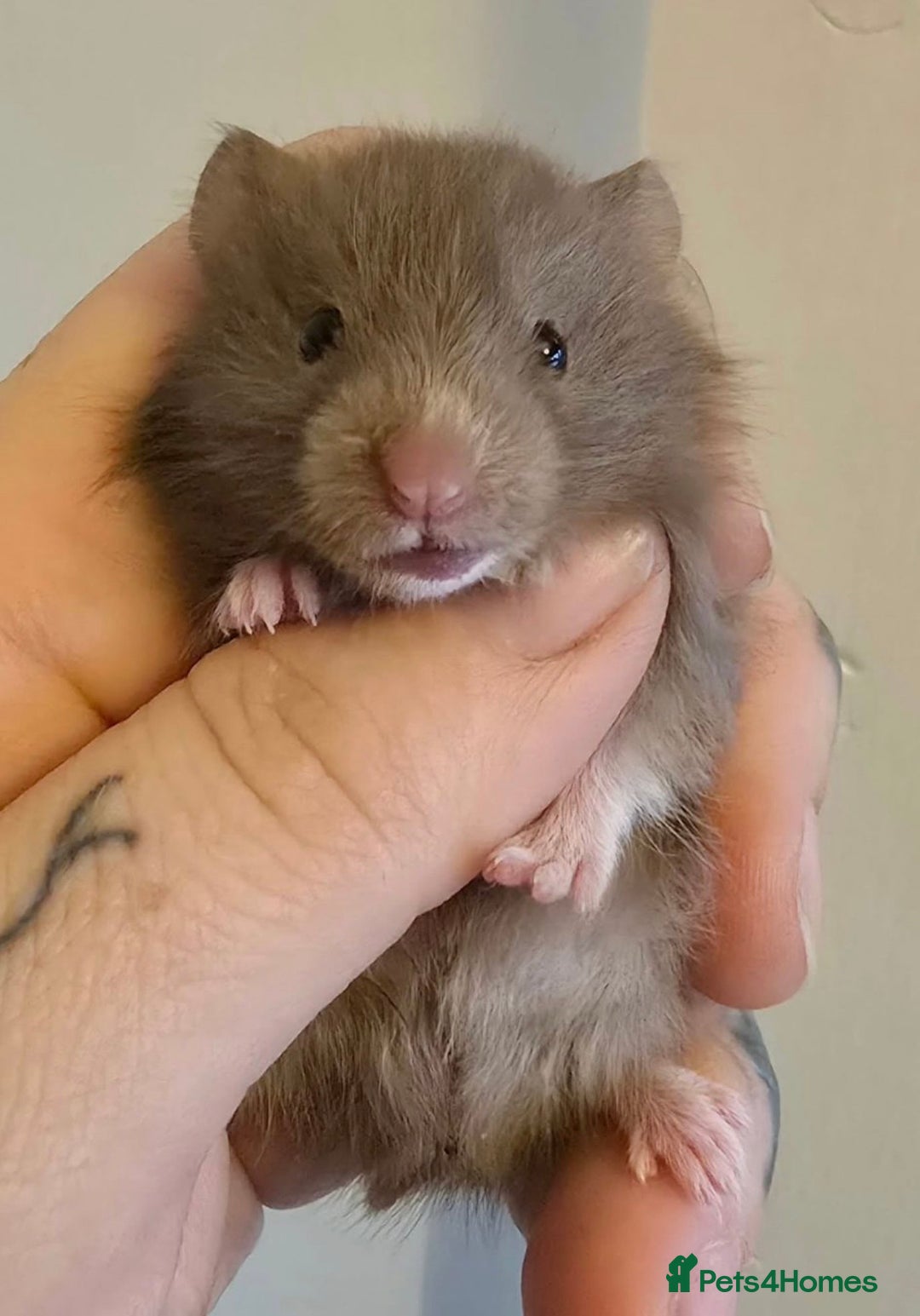 Hamster rodents for sale: Male Syrian hamster  - Advert 2