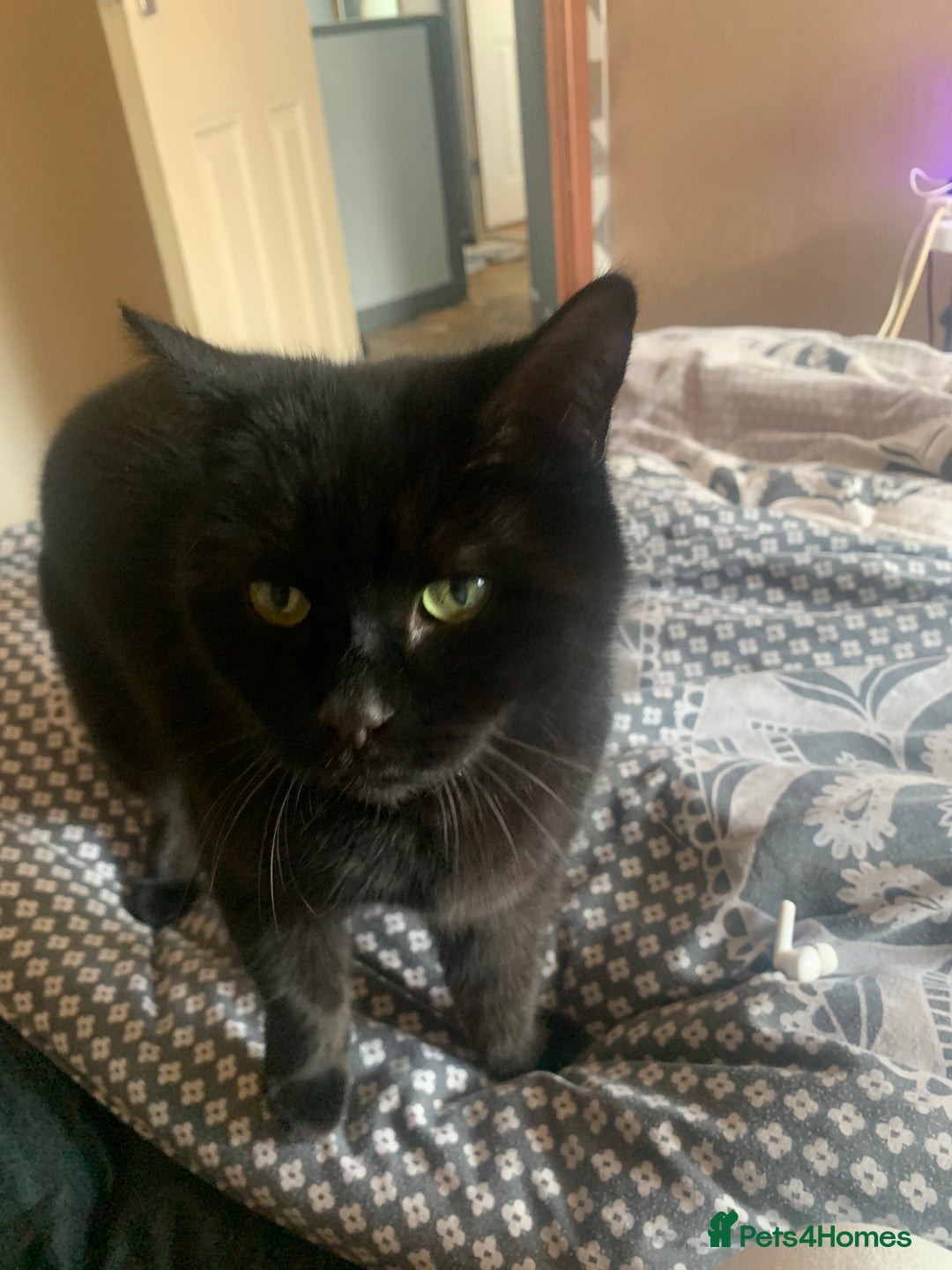 Mixed Breed cats for sale: Black cat  - Advert 1