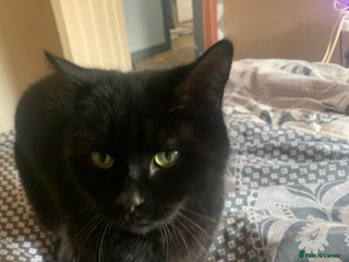 Mixed Breed cats Black cat - Advert 1