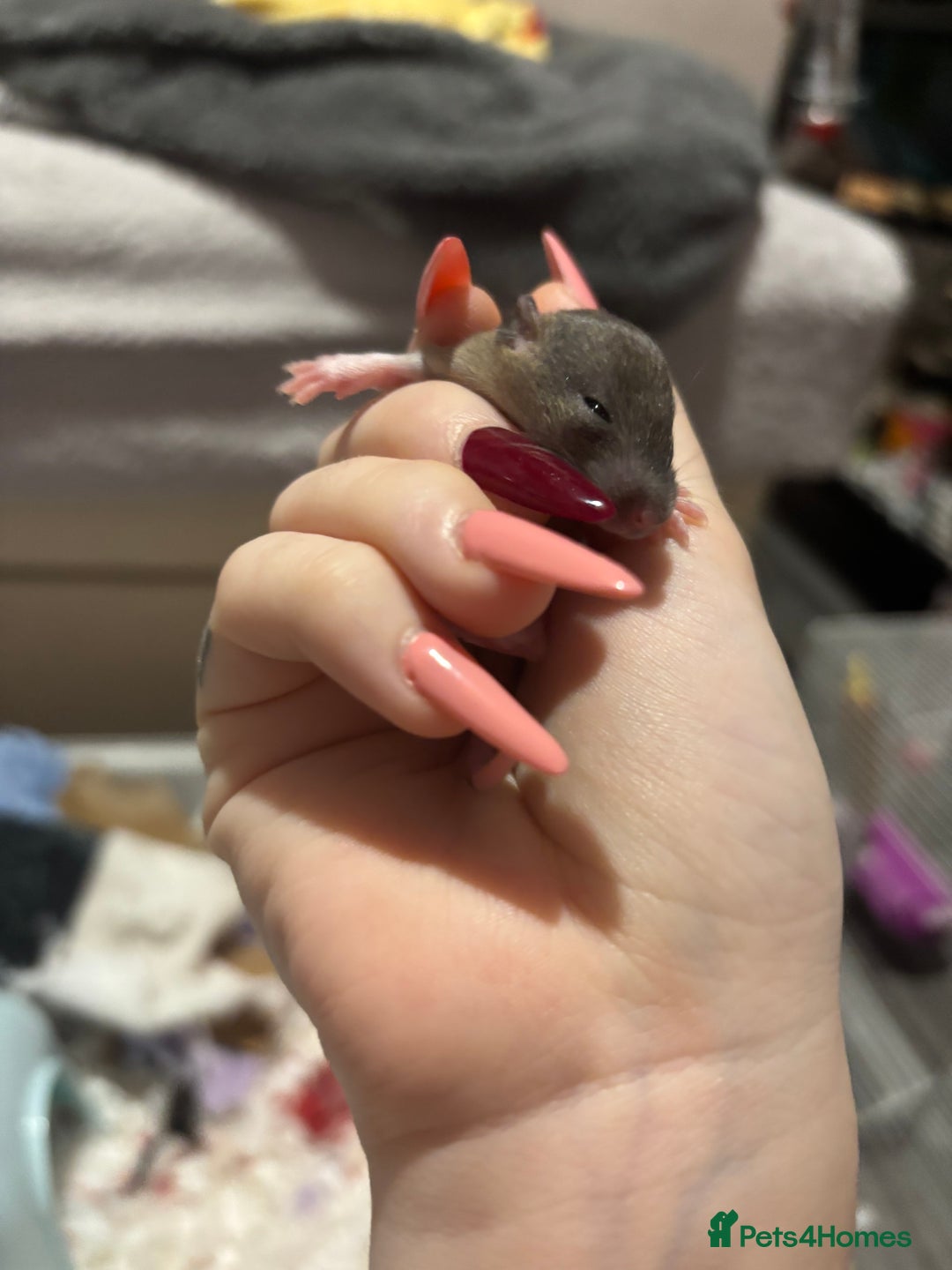 Rat rodents for sale: BABY RATS FOR SALE ( end of jan / start of feb) - Advert 4