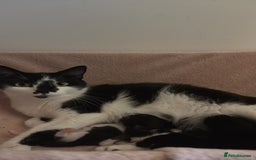 Mixed Breed cats for sale: 3 Beautiful Black and White Tuxedo Kittens  - Image 13