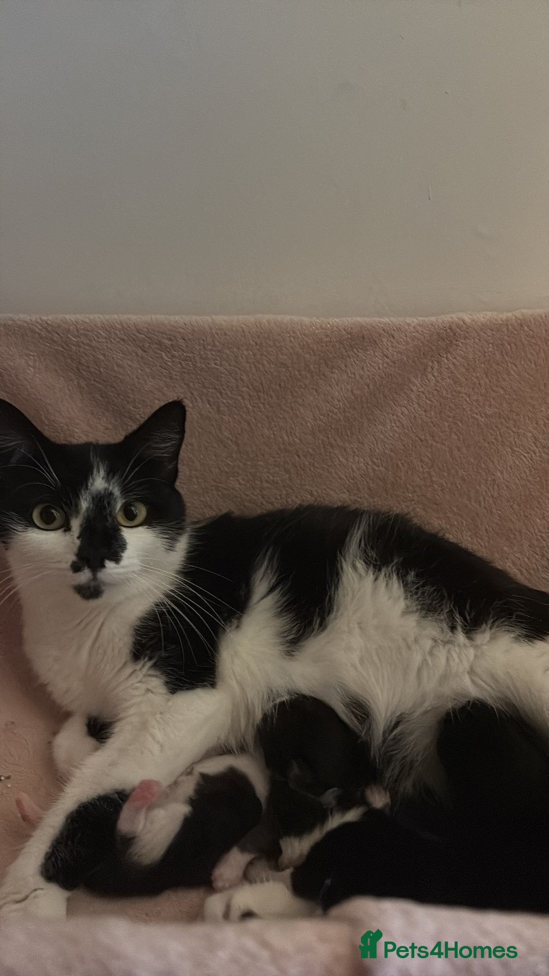 Mixed Breed cats for sale: 3 Beautiful Black and White Tuxedo Kittens  - Image 13