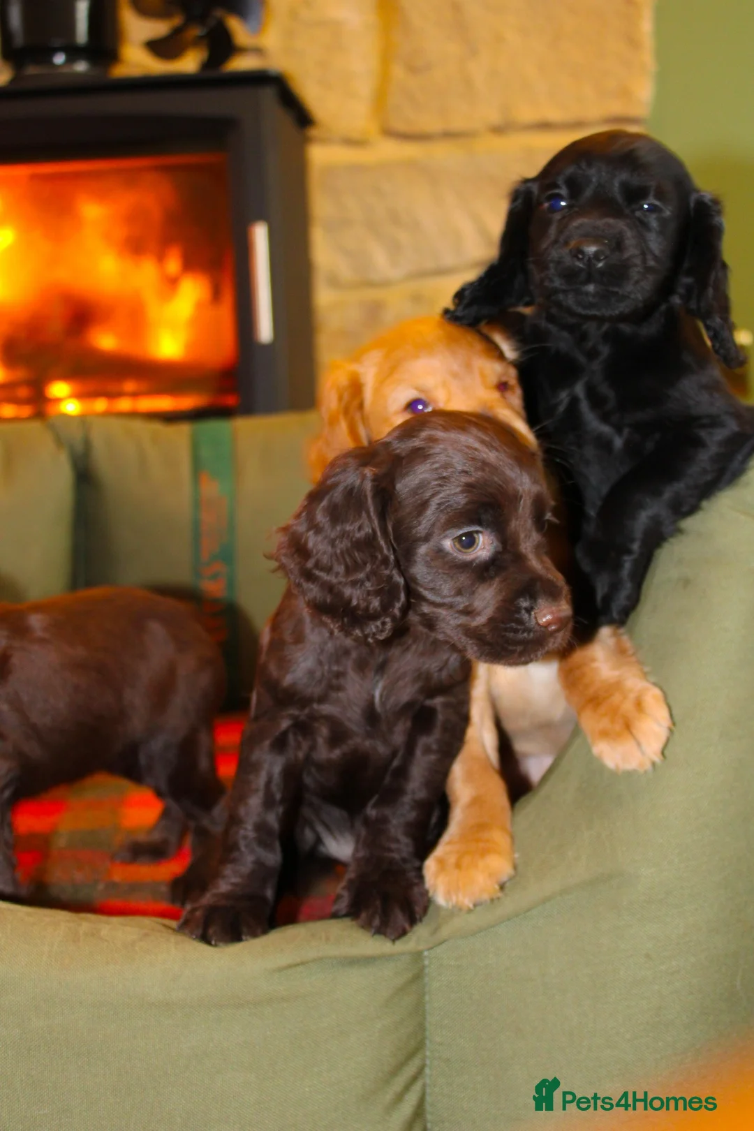 Cocker Spaniel dogs for sale: Outstanding Working Cocker Spaniel Puppy Female - Advert 11