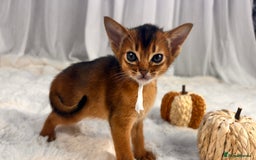 Abyssinian cats for sale: TICA champion line Abyssinian kittens  - Image 21