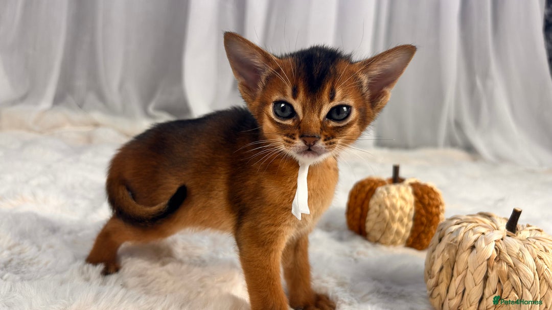 Abyssinian cats for sale: TICA champion line Abyssinian kittens  - Image 21
