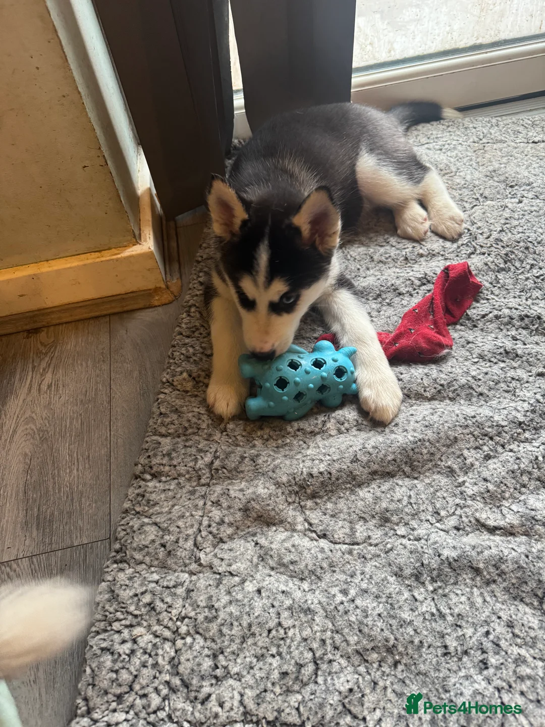 Siberian Husky dogs for sale: 2 husky pups for sale  - Advert 7