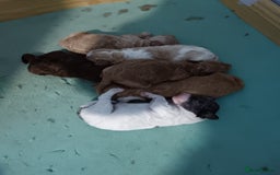 Cockapoo dogs for sale: Beautiful litter of cockapoos - Image 3