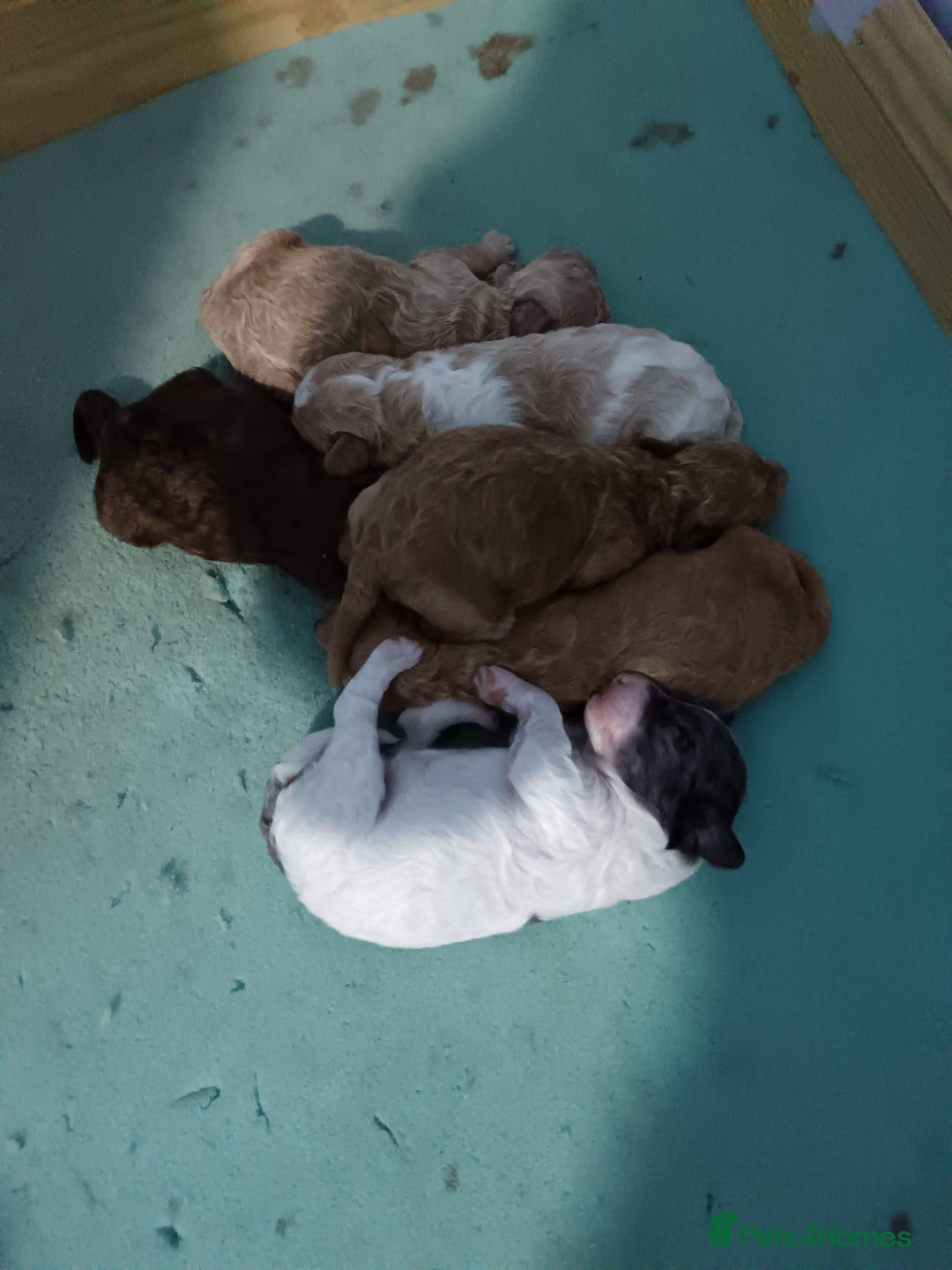 Cockapoo dogs for sale: Beautiful litter of cockapoos - Image 3