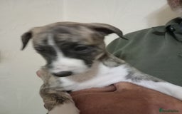Whippet dogs for sale: Top Class Whippet Puppies bred from Champions - Image 35