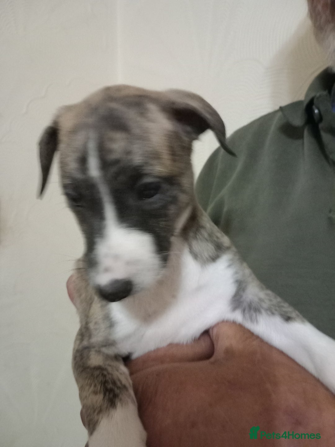 Whippet dogs for sale: Top Class Whippet Puppies bred from Champions - Image 35