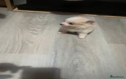 Pomeranian dogs for sale: Pomeranian puppies - Image 11