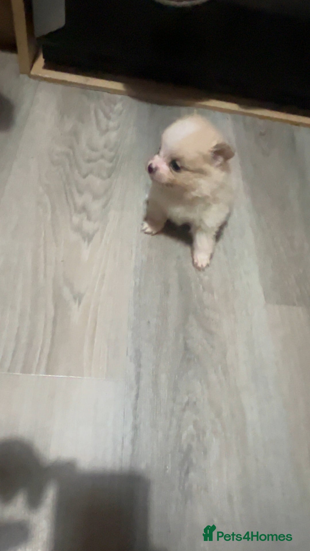 Pomeranian dogs for sale: Pomeranian puppies - Image 11