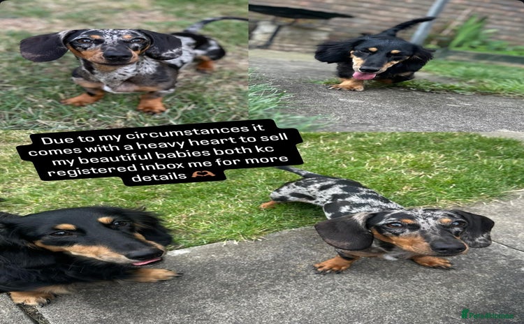 Miniature Dachshund dogs - Advert 4
