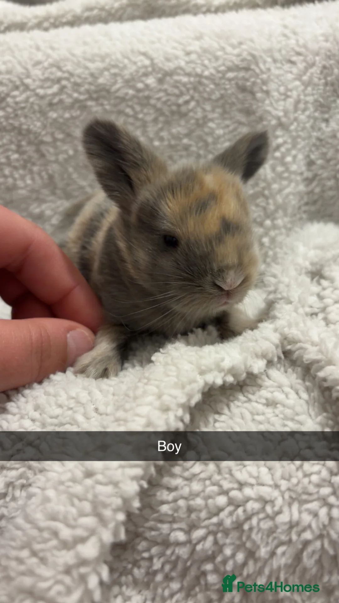 Mini Lop rabbits for sale: LITTER OF MINI LOPS - Advert 5