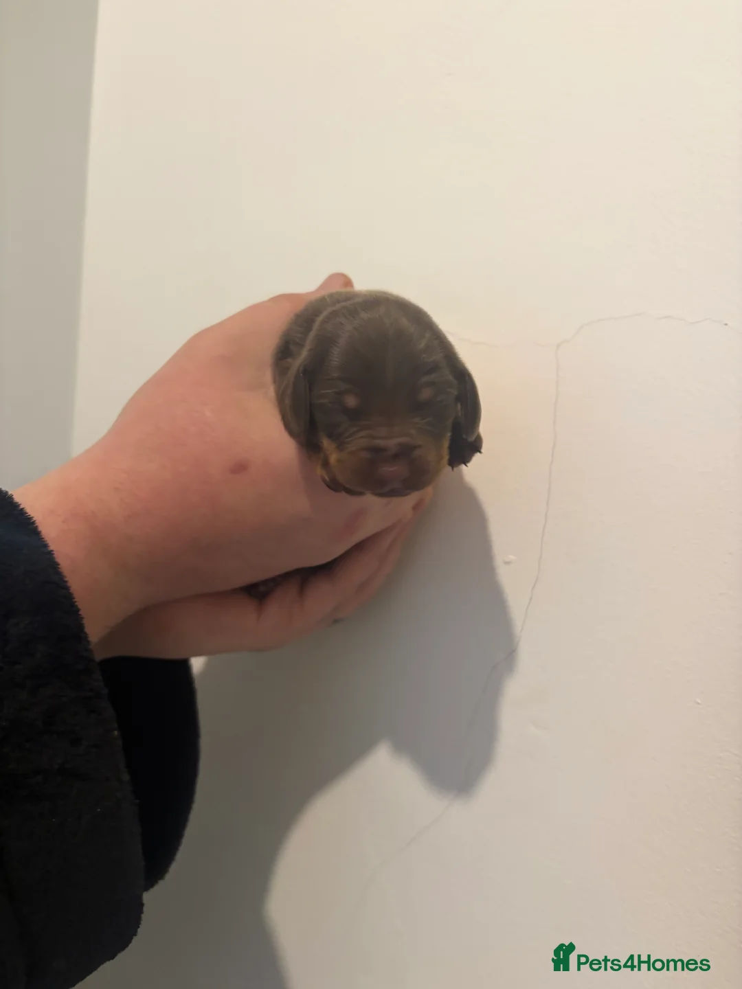 Miniature Dachshund dogs for sale: Miniature Dachshund Pups looking for Loving Homes - Advert 13