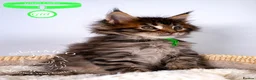 Maine Coon cats for sale: 💚Stunning XL TICA-registered Maine Coon Kittens  - Advert 15