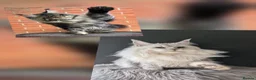Maine Coon cats for sale: Outstanding kittens from Shaded line  in Swadlincote - Advert 2