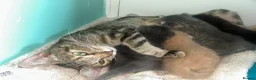 Mixed Breed cats for sale: 2 males 1 female  - Advert 1