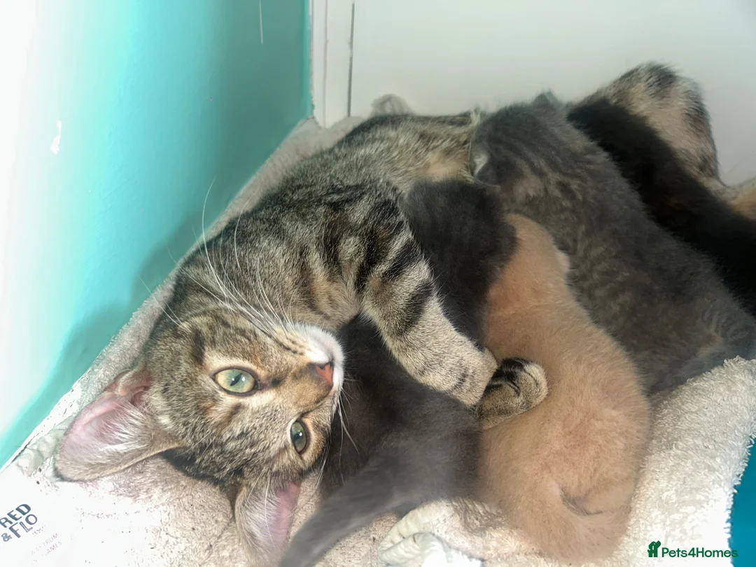 Mixed Breed cats for sale: 2 males 1 female  - Advert 1