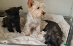 Cairn Terrier dogs for sale: KC Reg, Health tested, 5* licence. Cairns - Image 8