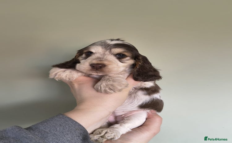 Cocker Spaniel dogs Show Type Cocker Spaniels Health Tested Parents  - Advert 1
