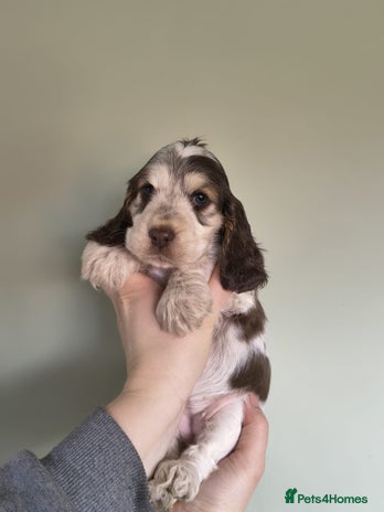 Cocker Spaniel dogs Show Type Cocker Spaniels Health Tested Parents - Advert 3