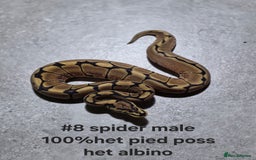 Python Snake reptiles for sale: Hatchling royal pythons  - Image 11