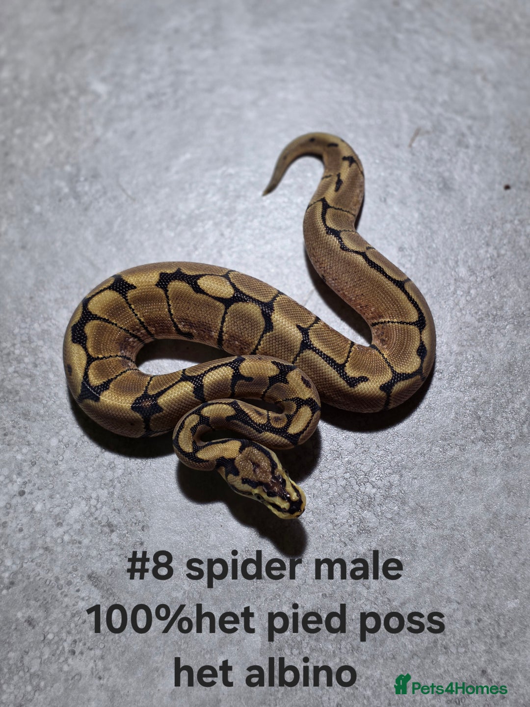 Python Snake reptiles for sale: Hatchling royal pythons  - Image 11