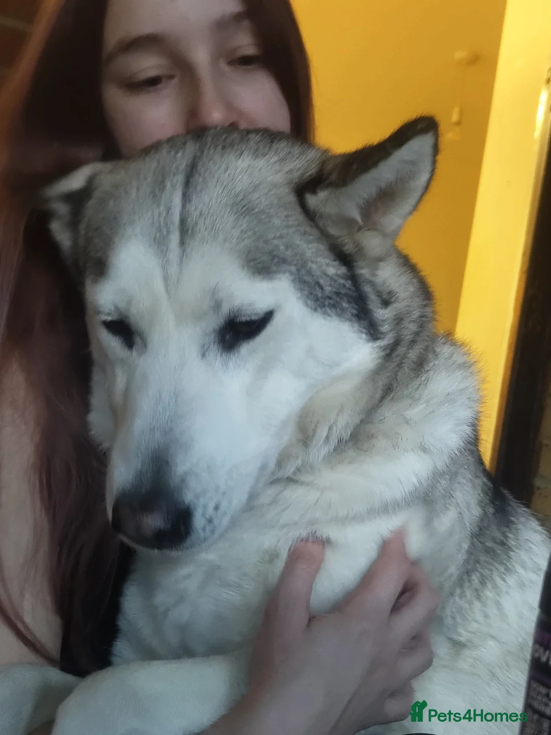 Mixed Breed dogs for sale: 4x husky/ french mastiff boys for good home's  - Advert 2