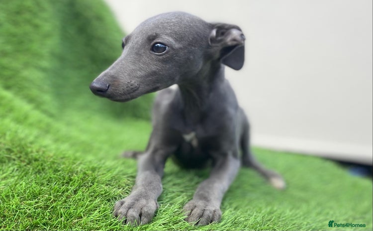 Whippet dogs - Advert 1