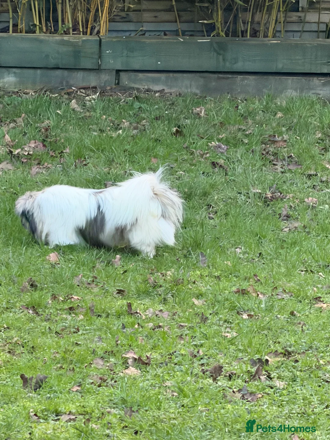 Pekingese dogs for sale: Kc Pekingnese boys available - Advert 15