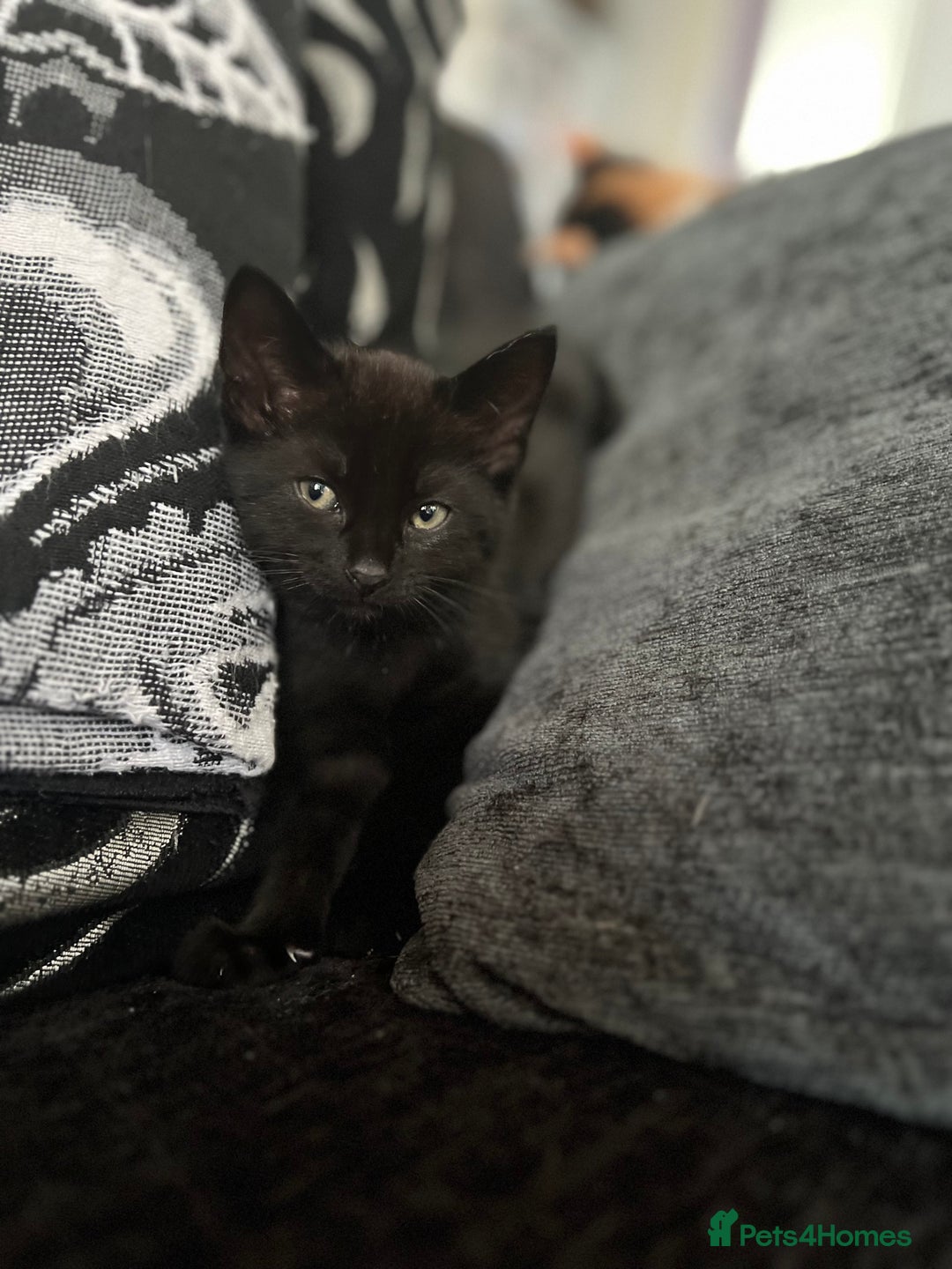 Mixed Breed cats for sale: 1 female kitten looking for home - Image 7