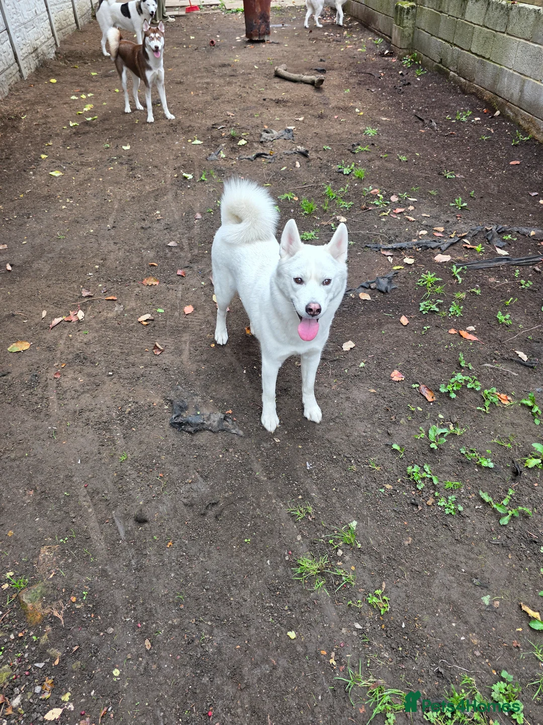 Siberian Husky dogs for sale: Beautiful Husky puppies looking for forever homes in Keighley - Advert 10