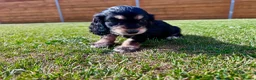 Cockapoo dogs for sale: Beautiful F1 Cockapoo Babies 🐾🐾🐾 - Advert 25