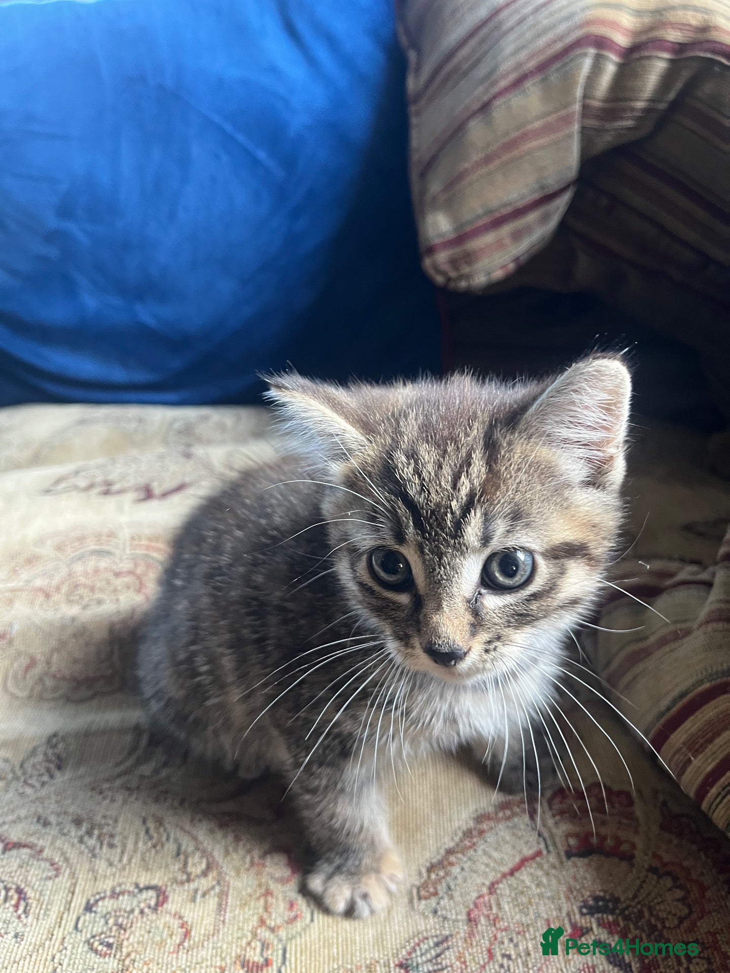 Mixed Breed cats GORGEOUS FLUFFY KITTEN - Advert 3