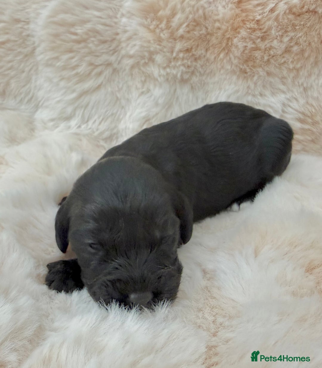 Cavapoo dogs for sale: 🐶 Beautiful Cavapoo Puppies – Ready 3rd March - Advert 12