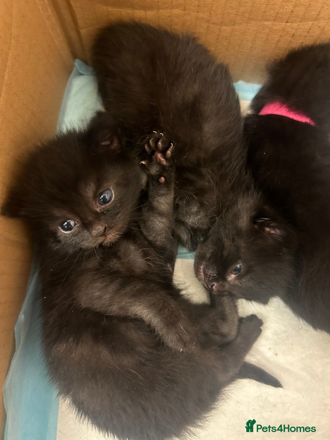 Mixed Breed cats for sale: Kittens for sale  - Advert 6