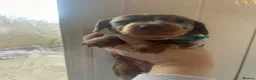 Miniature Dachshund dogs for sale: Miniature Dachshund babies  - Advert 3