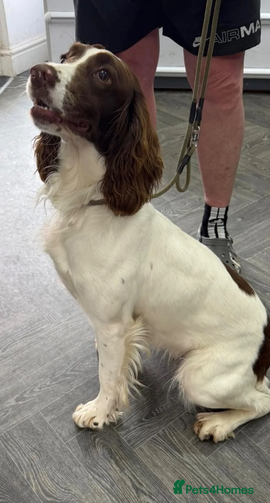 English Springer Spaniel dogs for sale: FTCH Sired Springer Spaniel Puppies - Advert 14